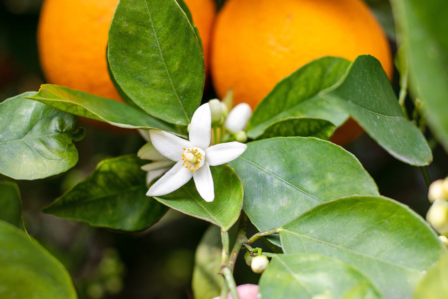 Neroli: vad det är, hur det doftar och vad det gör i en doft
